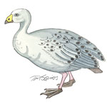 Cape Barren goose thumbnail