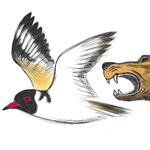 feature-plover