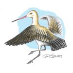 bird-godwit-don