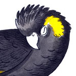 Black cockatoo