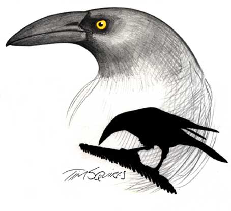 currawong-for-don