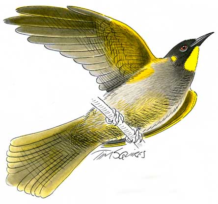 yellow-throated-honeyeater