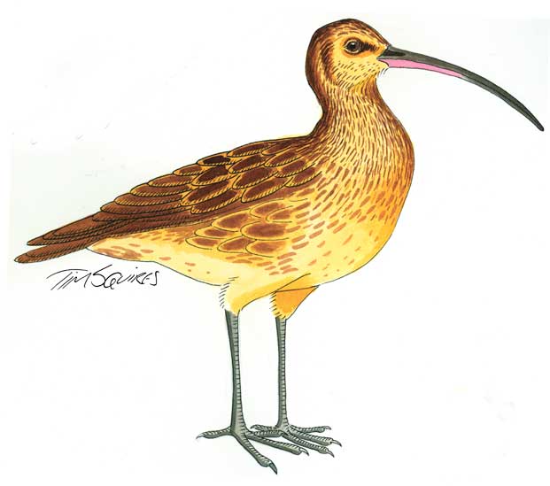 curlew-for-don-website
