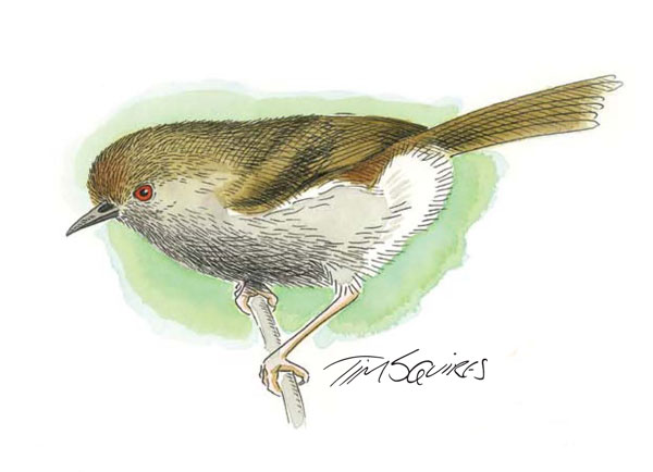 tasmanian-thornbill-for-don