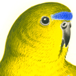 feature-parrot