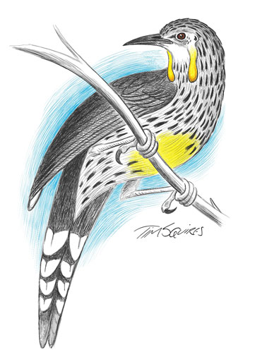 yellow-wattlebird-for-don