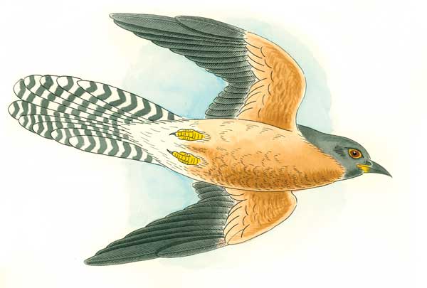 fan-tailed-cuckoo