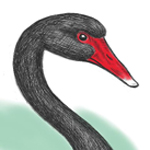 black-swan-feature