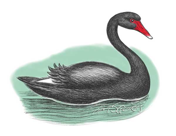 black-swan-for-don